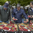 UPA Aragón y UPA Andalucía organizan un acto de reparto de fresas de Huelva en pleno centro de Zaragoza como parte de la campaña Yo como fresas de Huelva porque son sanas, seguras y sostenibles